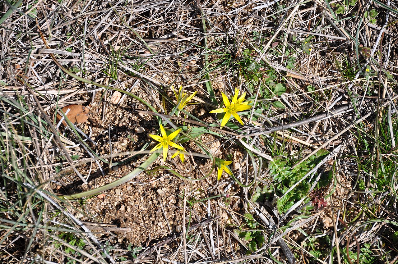 Leafy gagea: Estrella amarilla, Guareña, Ávila, España.