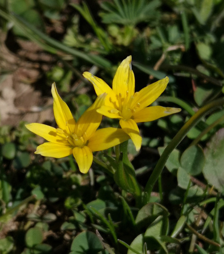 Ice star (Gagea glacialis)