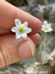 Gagea graeca (Gagea graeca)