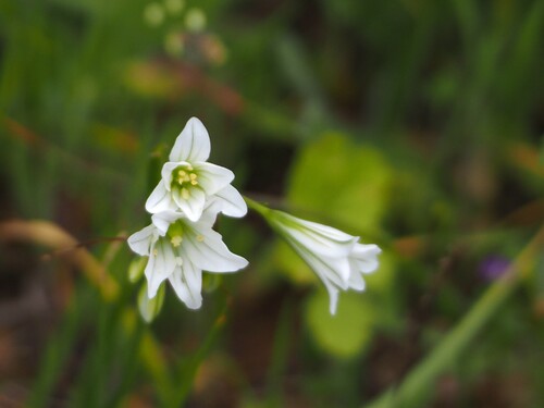 Gagea graeca (Gagea graeca)