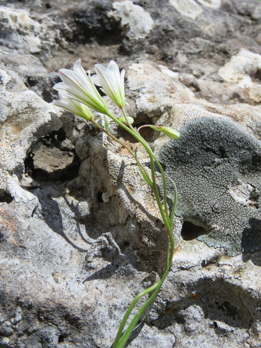 Gagea graeca (Gagea graeca)