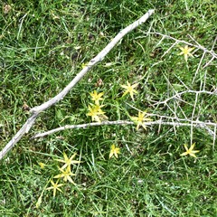 Gagea graminifolia (Gagea graminifolia)