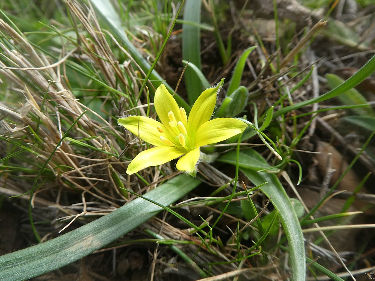 Granatelli’s gagea: Gagea granatellii