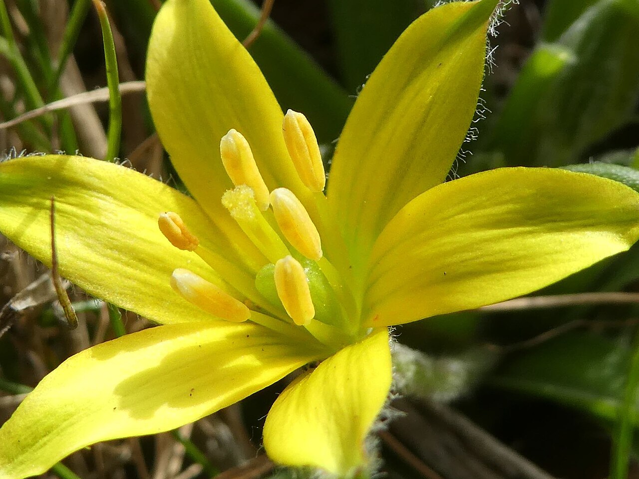 Granatelli’s gagea: Gagea granatellii