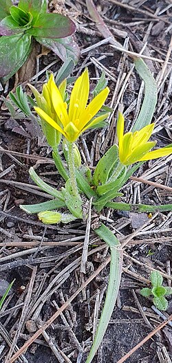 Granatelli’s gagea: Gagea granatellii