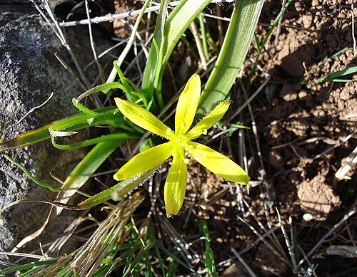 Granatelli’s gagea (Gagea granatellii)