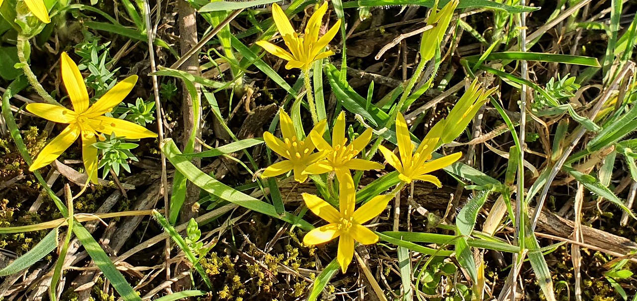 Granatelli’s gagea: Gagea granatellii