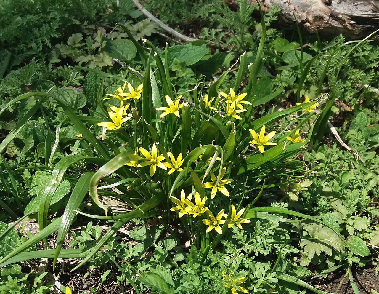 Gagea granulosa: Gagea granulosa
