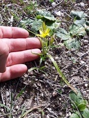 Gagée de Lacaita (Gagea lacaitae)