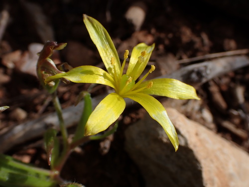 Gagée de Lacaita (Gagea lacaitae)