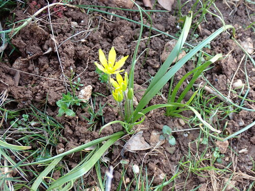 Gagée de Lacaita (Gagea lacaitae)
