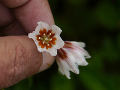 Gagea lasiantha (Gagea lasiantha)