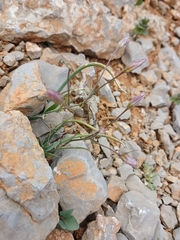 Gagea libanotica (Gagea libanotica)