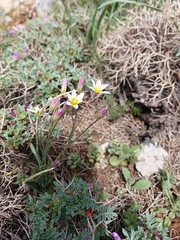 Gagea libanotica (Gagea libanotica)