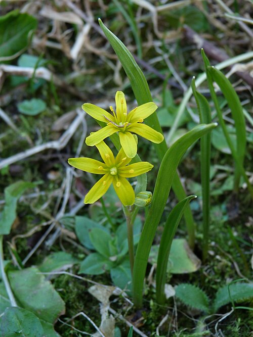 Yellow star-of-bethlehem: Gagea lutea à Retournemer, Vosges.