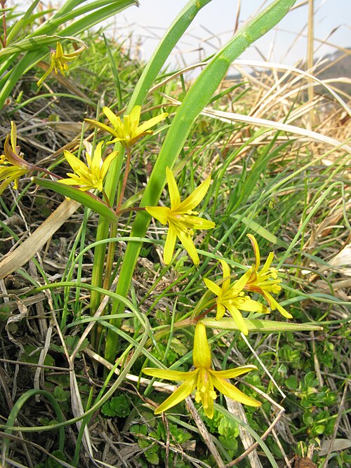 Yellow star-of-bethlehem: Gagea lutea ,Aizu area,Fukushima pref.,Japan
