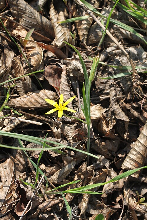 Yellow star-of-bethlehem: Wald-Gelbstern ( Gagea lutea ), am 31. März 2019 an einem Wegrain (Grünbereich zwischen Bahndamm und asphaltiertem Feldweg) südlich von Mannheim