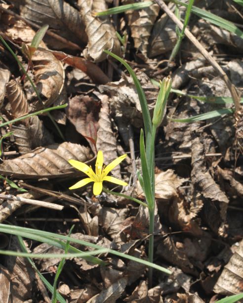 Yellow star-of-bethlehem: Wald-Gelbstern ( Gagea lutea ), am 31.03.2019 südlich Mannheim