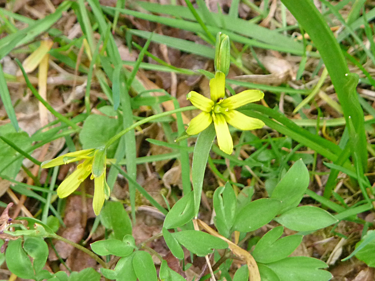 Yellow star-of-bethlehem: Wald-Gelbstern an der Ilz in Hals, Stadt Passau