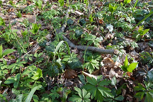 Yellow star-of-bethlehem: Gagea lutea im Kalkbuchenwald Südniedersachsen