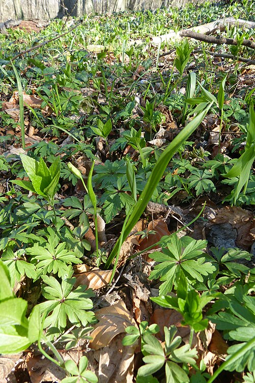 Yellow star-of-bethlehem: Gagea lutea im Kalkbuchenwald Südniedersachsen