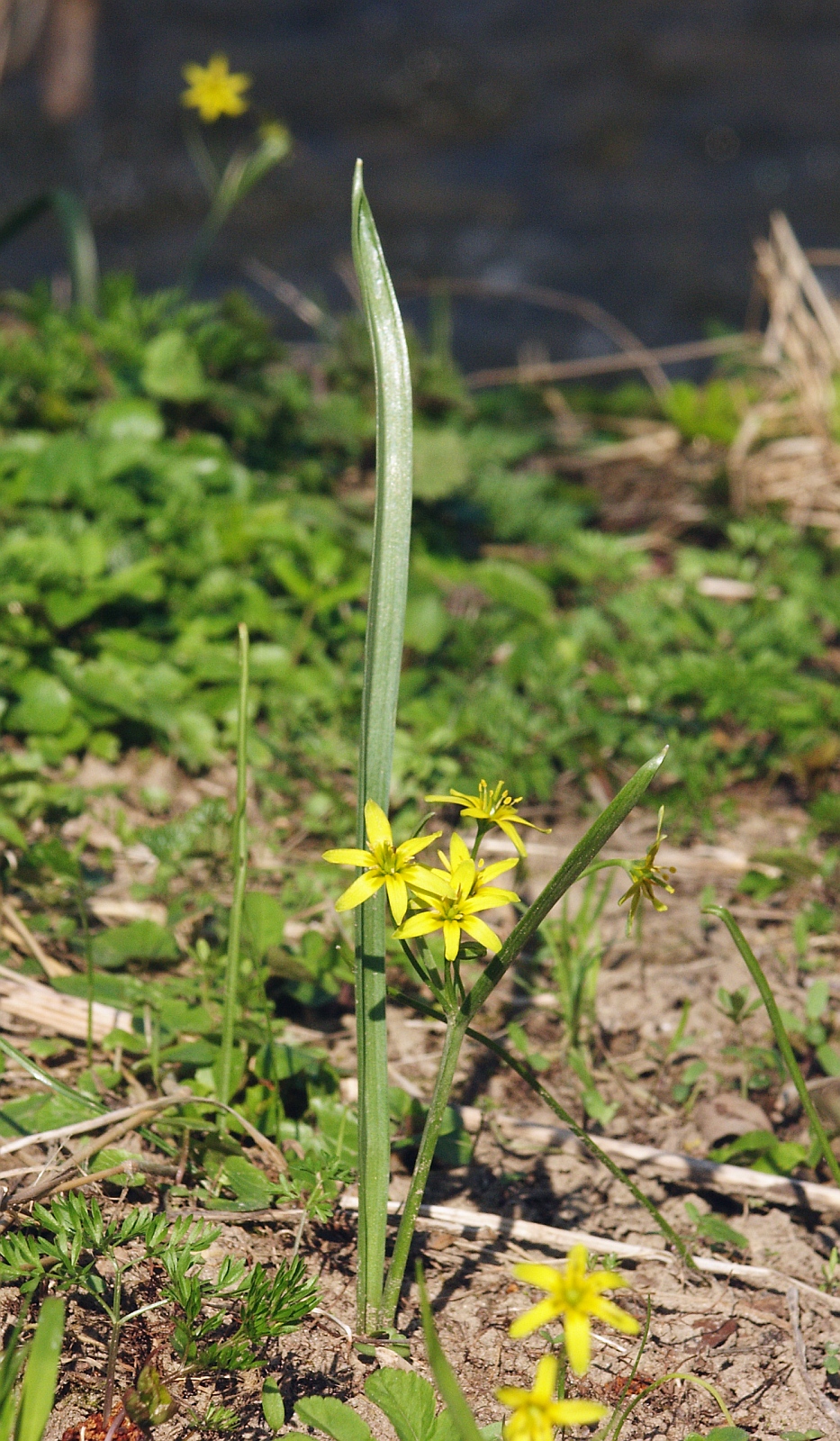 Yellow star-of-bethlehem: Gagea lutea , Hohenloher Land, Germany