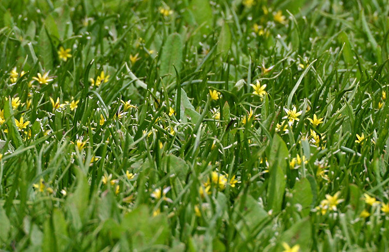 Yellow star-of-bethlehem: Gagea elegans in Kullu District of Himachal Pradesh , India .