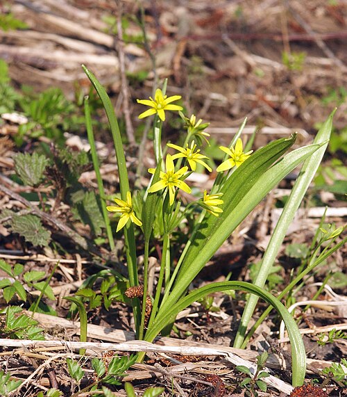 Yellow star-of-bethlehem: Gagea lutea , Hohenloher Land, Germany