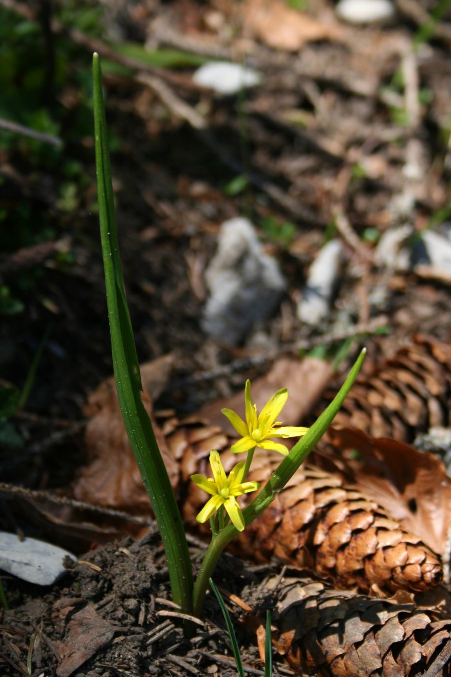 Yellow star-of-bethlehem: Wald-Gelbstern ( Gagea lutea ), Liliengewächse (Liliaceae) - Österreich/Austria/Autriche: Steiermark, Ennstaler Alpen, Admonter Höhe SW St. Gallen, ca. 1300 m