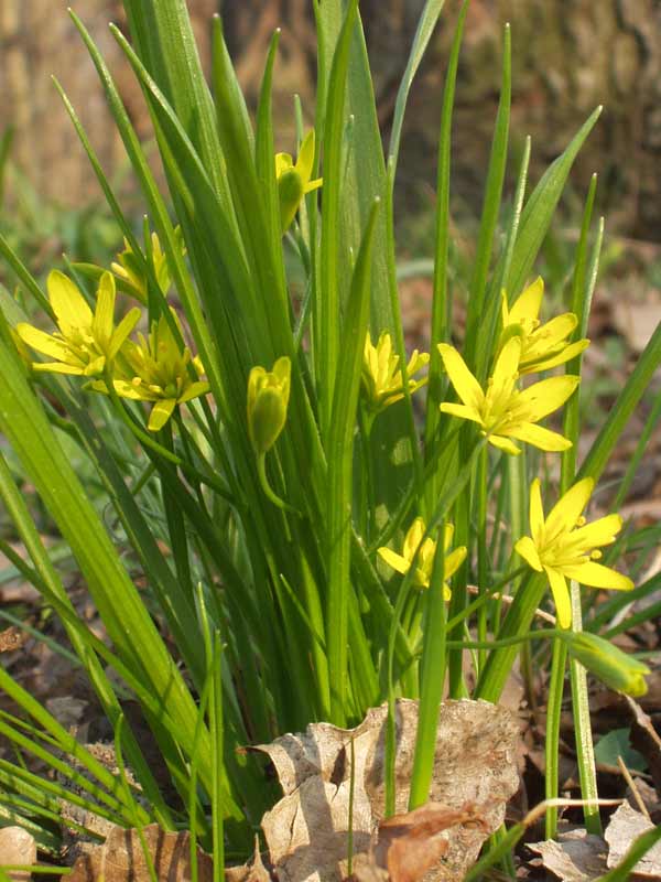 Yellow star-of-bethlehem (Gagea lutea)
