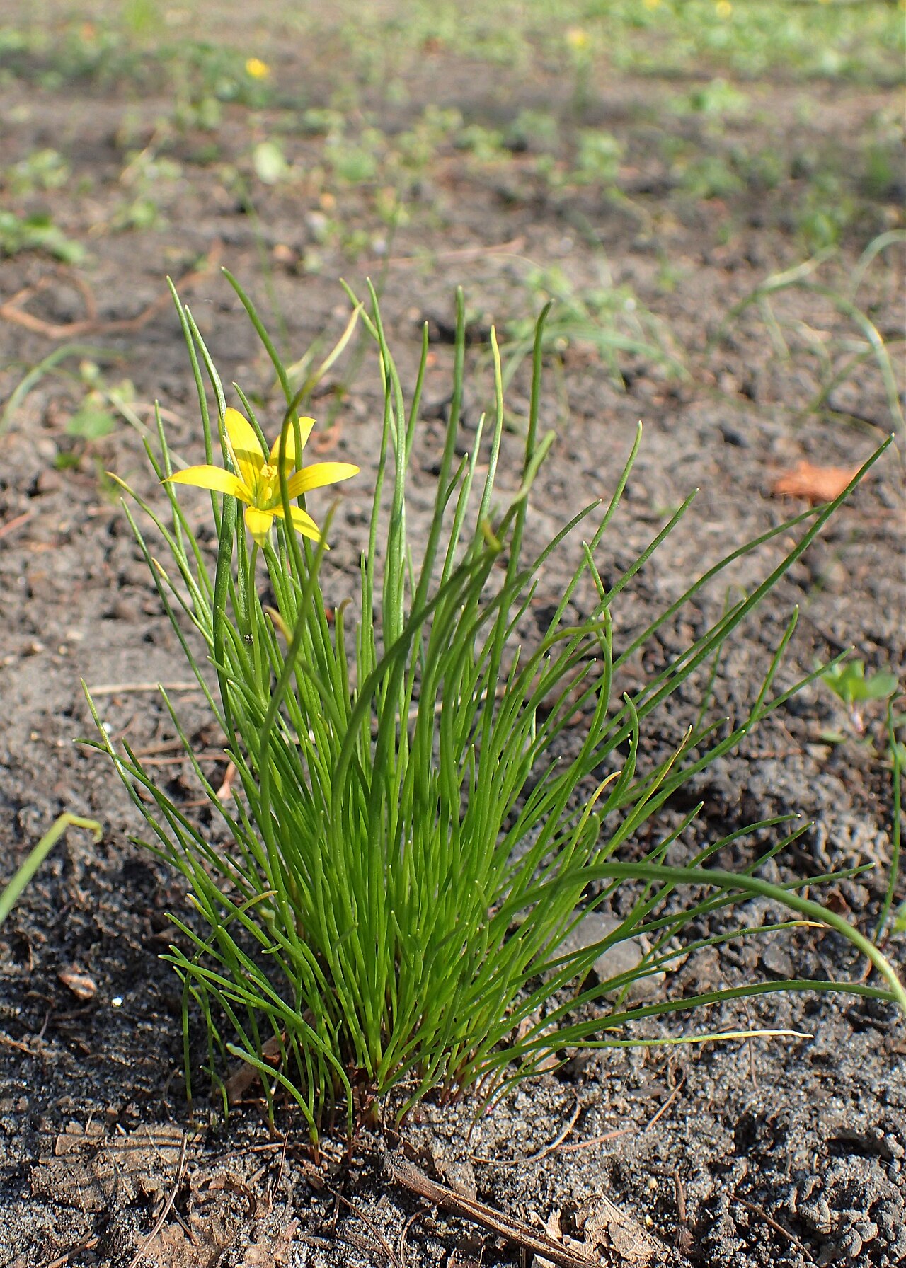 Gagea minima: Gagea minima in Warsaw (al. Ujazdowskie), Poland