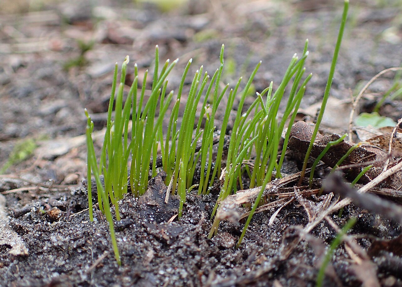 Gagea minima: Gagea minima, young shoots, Park Leśny Klęskowo w Szczecinie