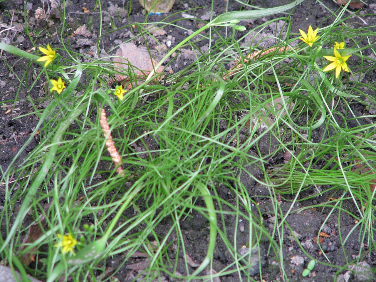 Gagea minima: Gagea minima. Savinsky District of Ivanovo Oblast, Russia