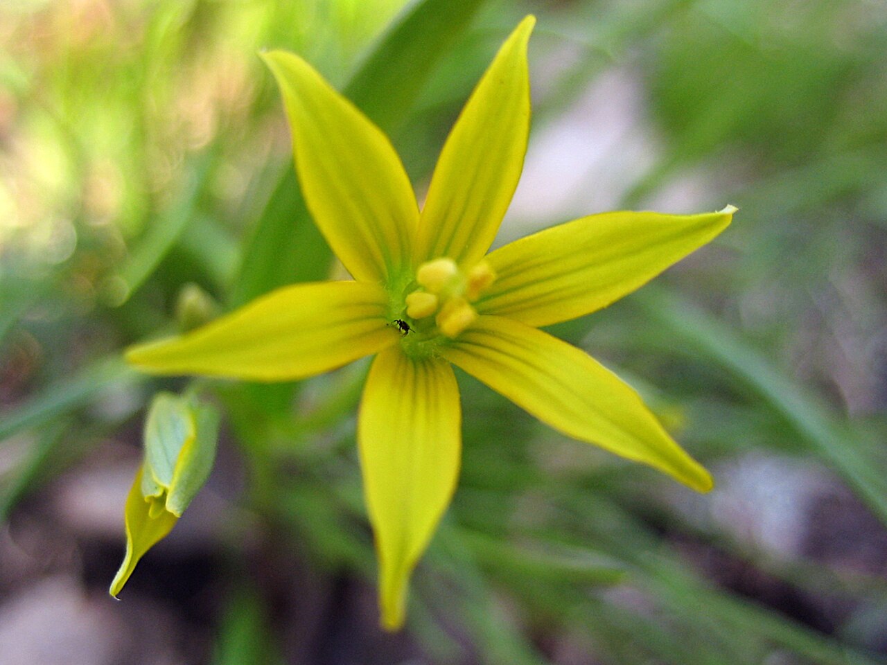 Gagea minima: Gagea minima, photographed by myself on May 5, 2006.