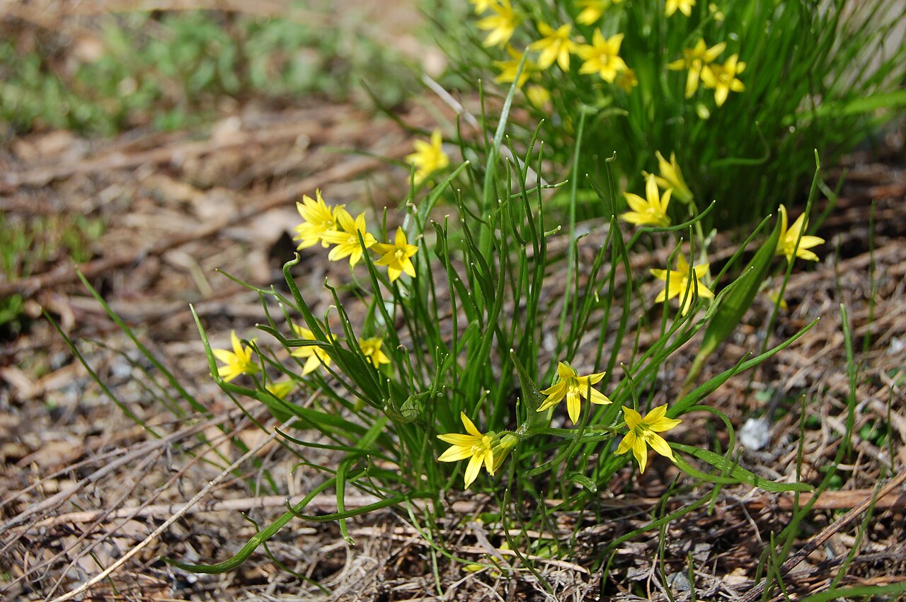 Gagea minima: Gagea minima in en:Parikkala , Finland