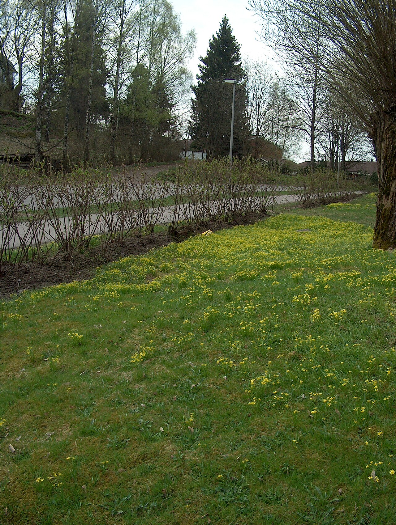 Gagea minima: Least Gagea (Gagea minima) - Habitat in Kerava, Finland, in May 2008
