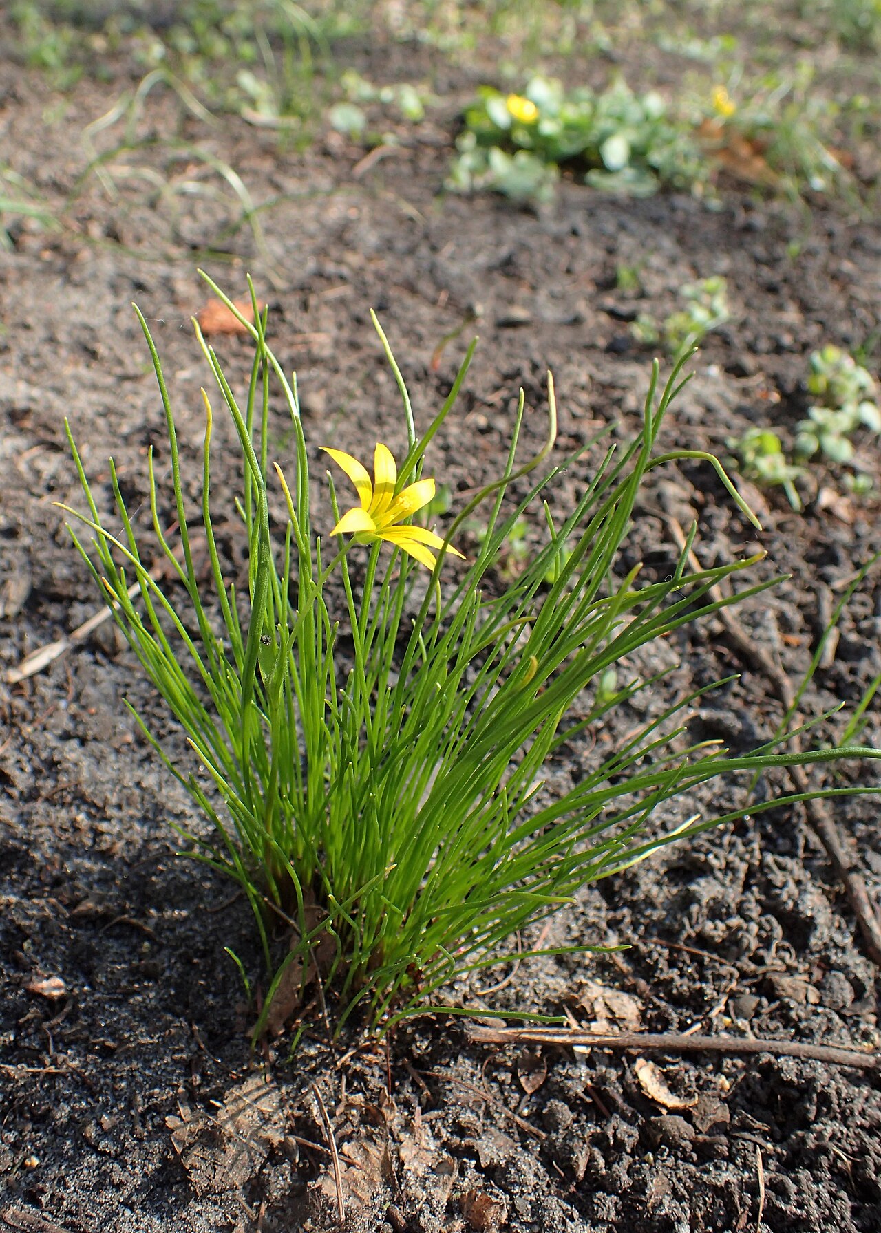 Gagea minima: Gagea minima in Warsaw (al. Ujazdowskie), Poland