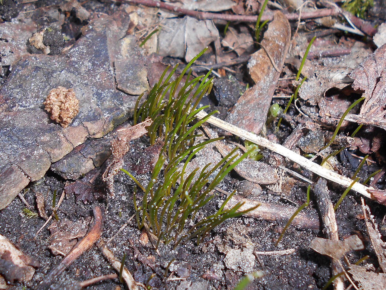Gagea minima: Gagea minima , Park Leśny Klęskowo , Szczecin, West Pomeranian Voivodeship, Poland.