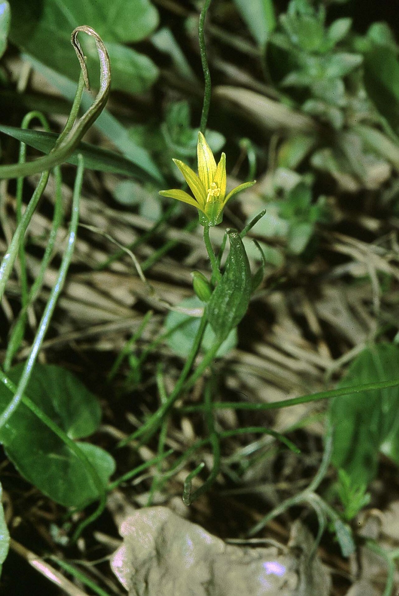 Gagea minima (Gagea minima)