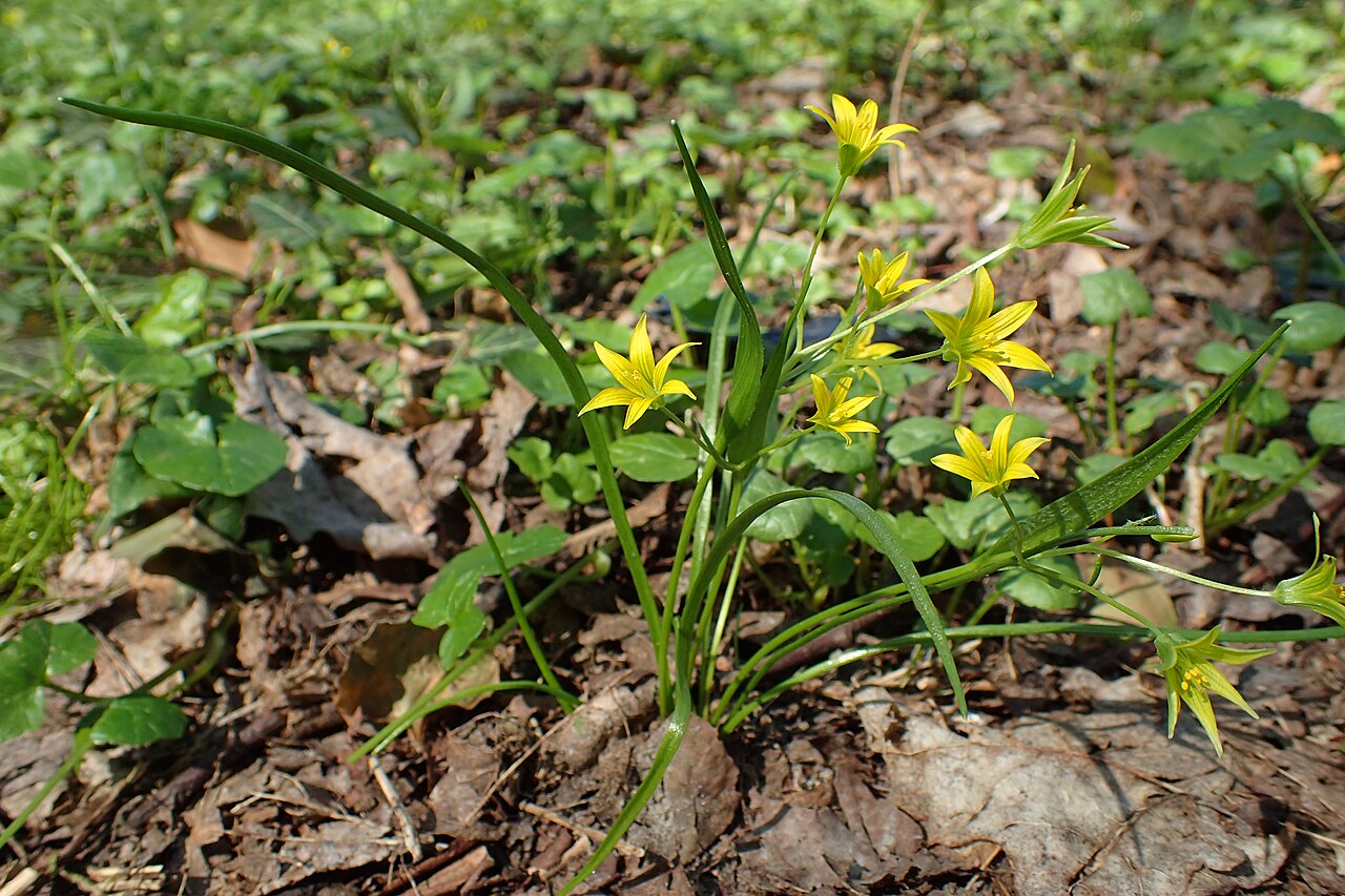 Gagea minima: Gagea minima in Park Leśny Klęskowo, Szczecin, NW Poland