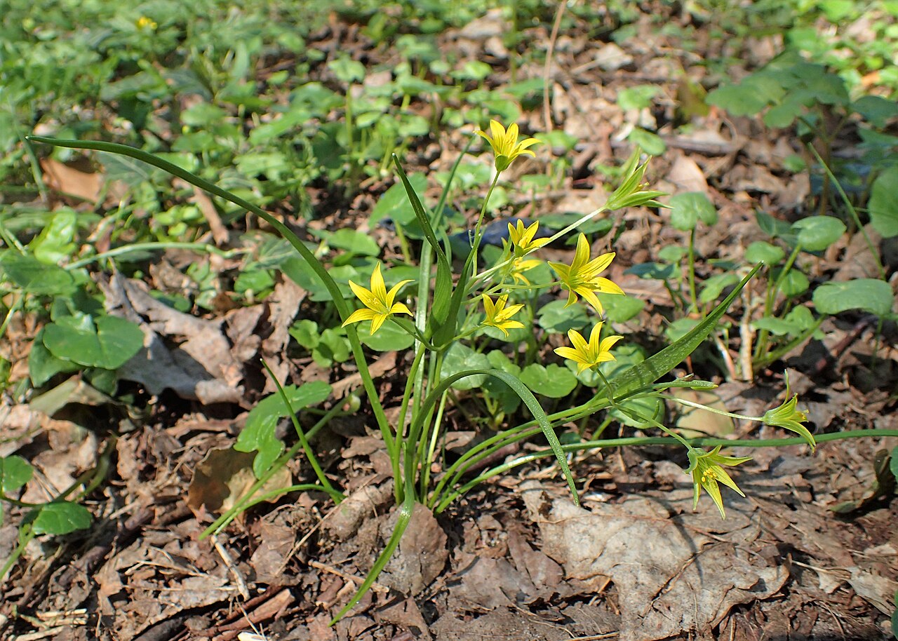 Gagea minima: Gagea minima in Park Leśny Klęskowo, Szczecin, NW Poland