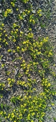 Gagea minutiflora (Gagea minutiflora)