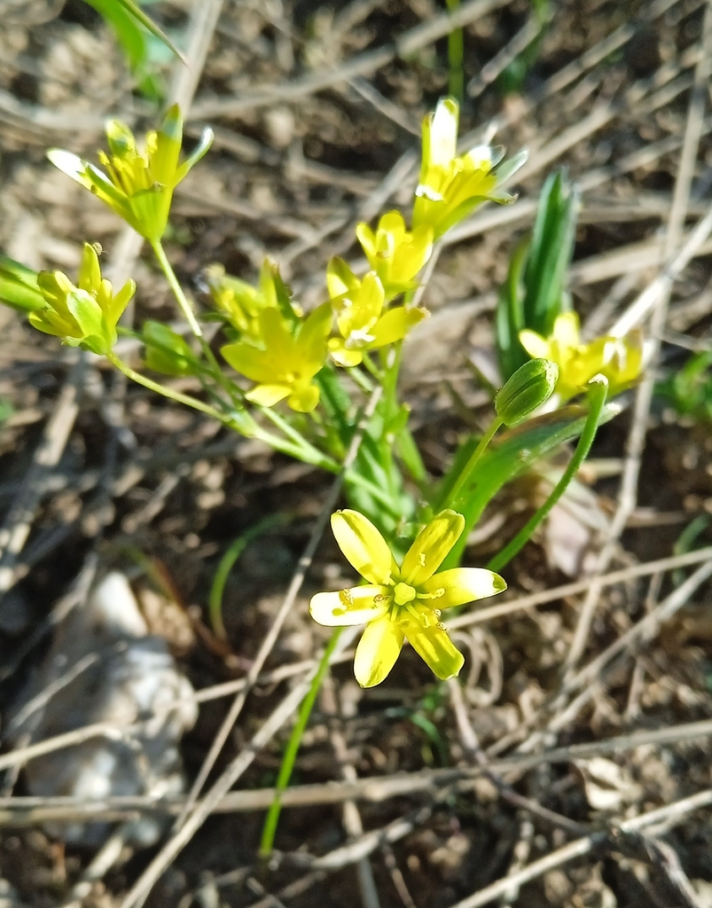 Gagea minutiflora (Gagea minutiflora)
