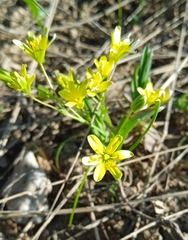 Gagea minutiflora (Gagea minutiflora)