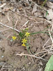 Gagea minutiflora (Gagea minutiflora)