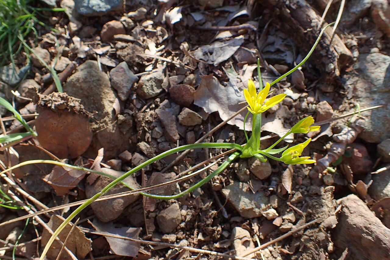 Gagea peduncularis: Gagea peduncularis in Cedar Valley, Cyprus