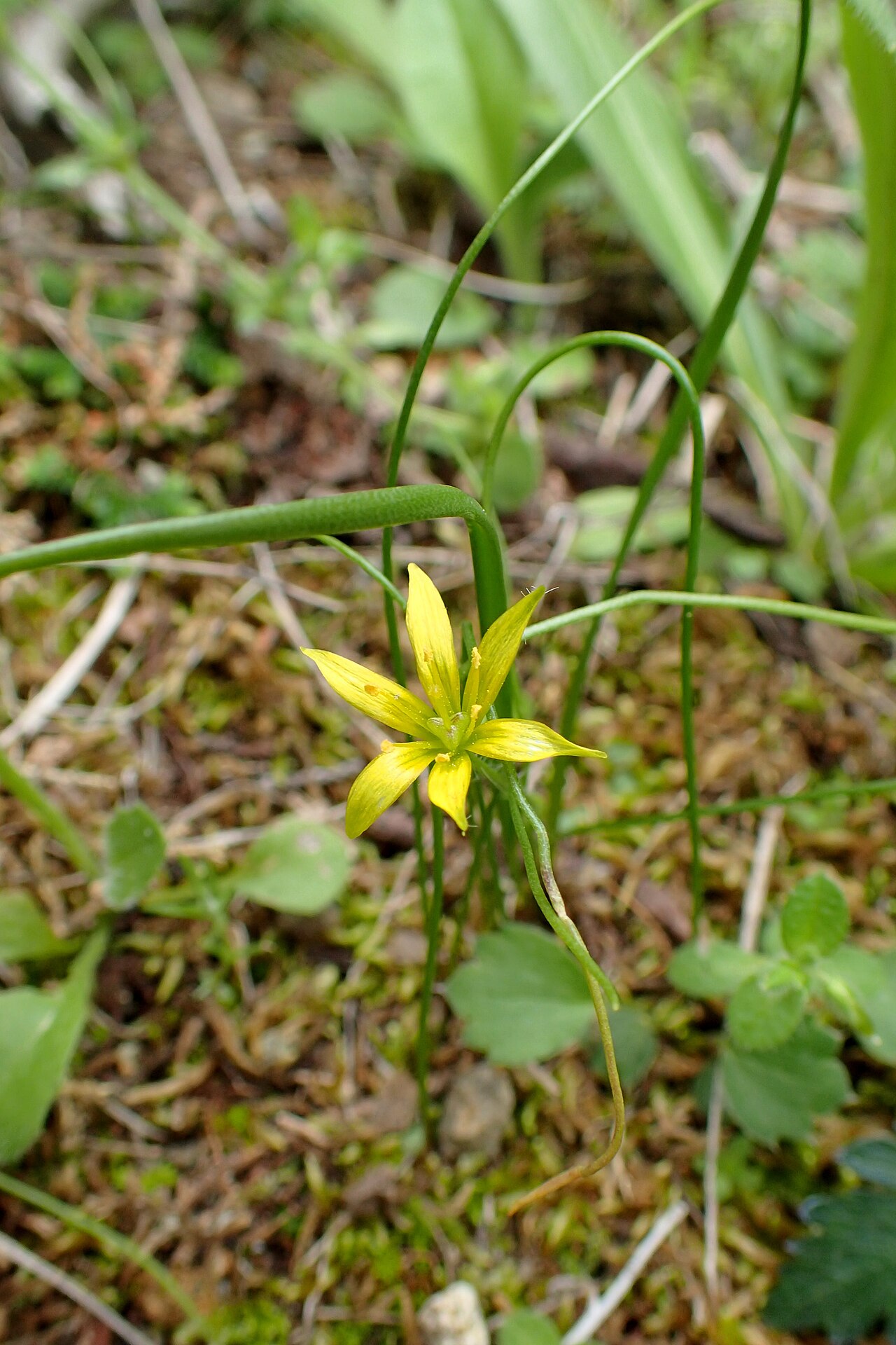 Gagea peduncularis: Gagea peduncularis on Akamas Peninsula, Cyprus