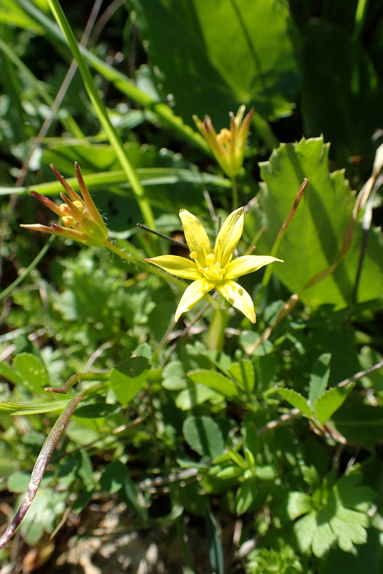 Gagea peduncularis: Gagea peduncularis in Kato Arodes, Cyprus