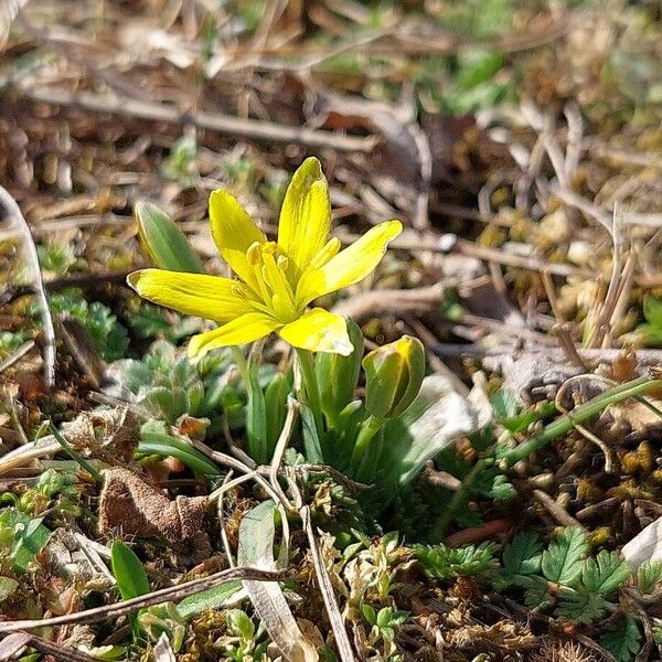 Meadow gagea (Gagea pratensis)