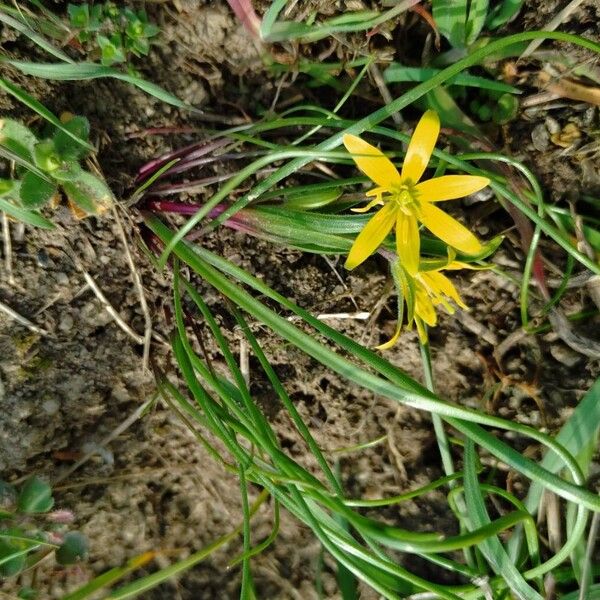 Meadow gagea (Gagea pratensis)